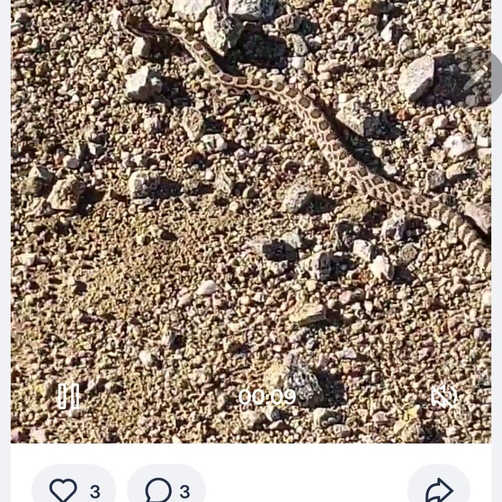 Meet your Posher, Mary poppins